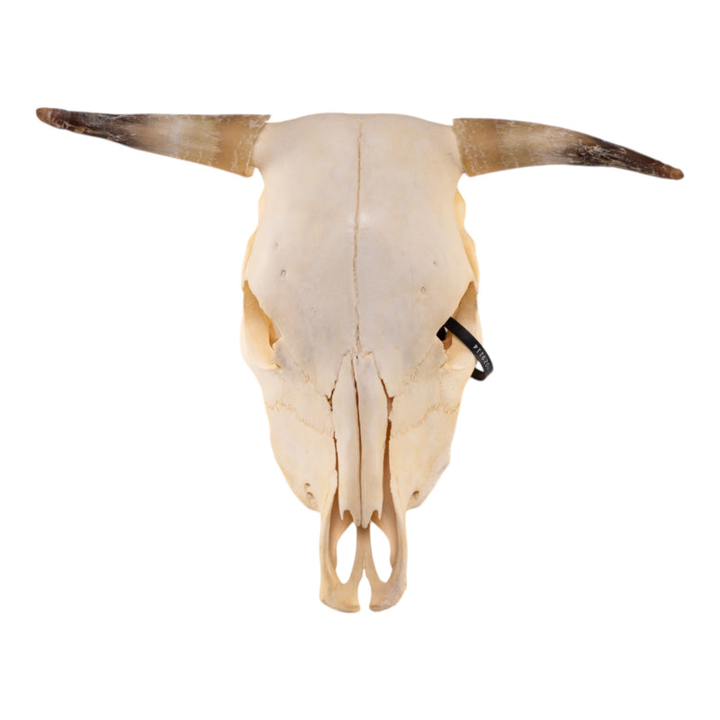 Real Steer/Cow Skull - Adolescent