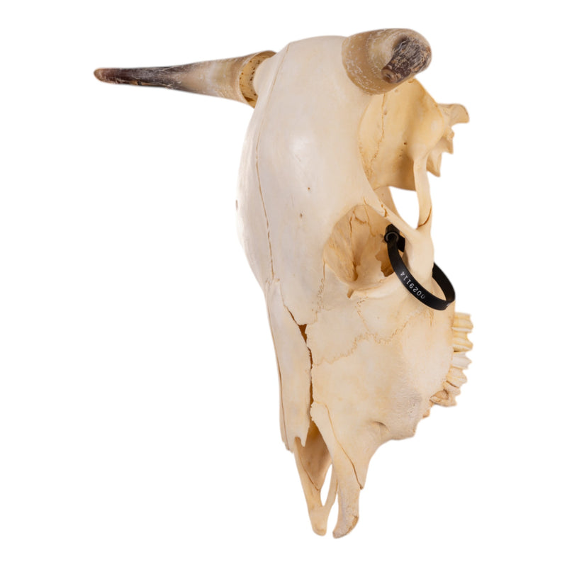 Real Steer/Cow Skull - Adolescent