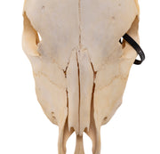 Real Steer/Cow Skull - Adolescent