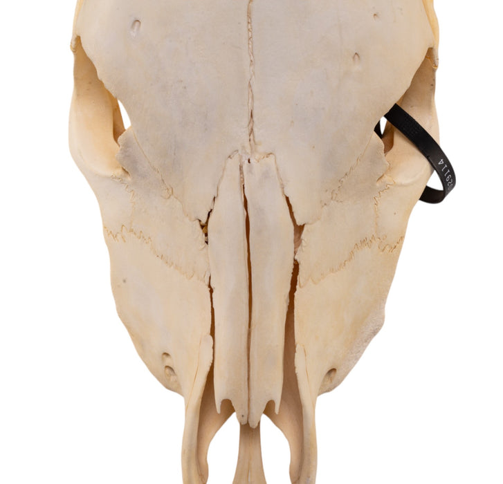 Real Steer/Cow Skull - Adolescent