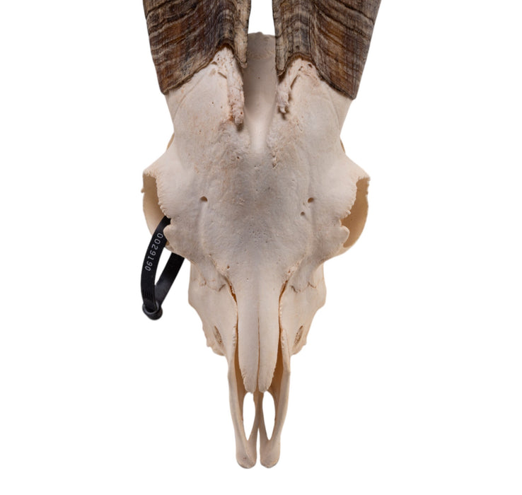 Real Domestic Goat Skull - Premium