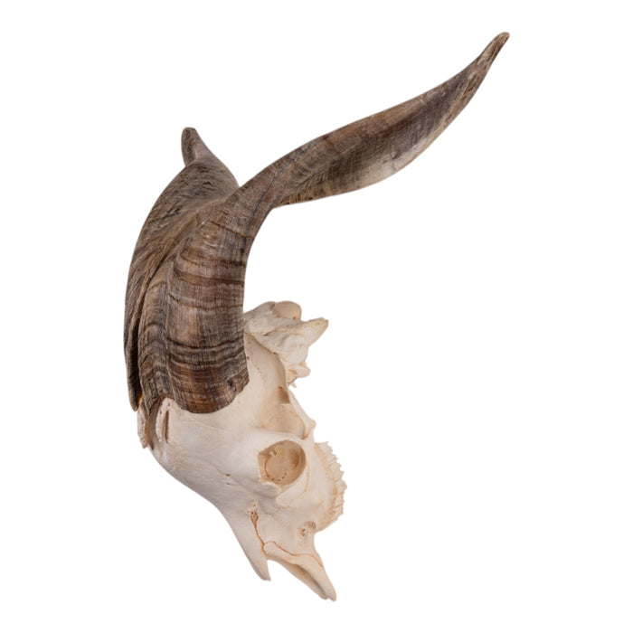 Real Domestic Goat Skull - Premium
