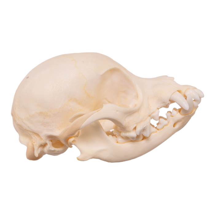 Chihuahua skull hot sale