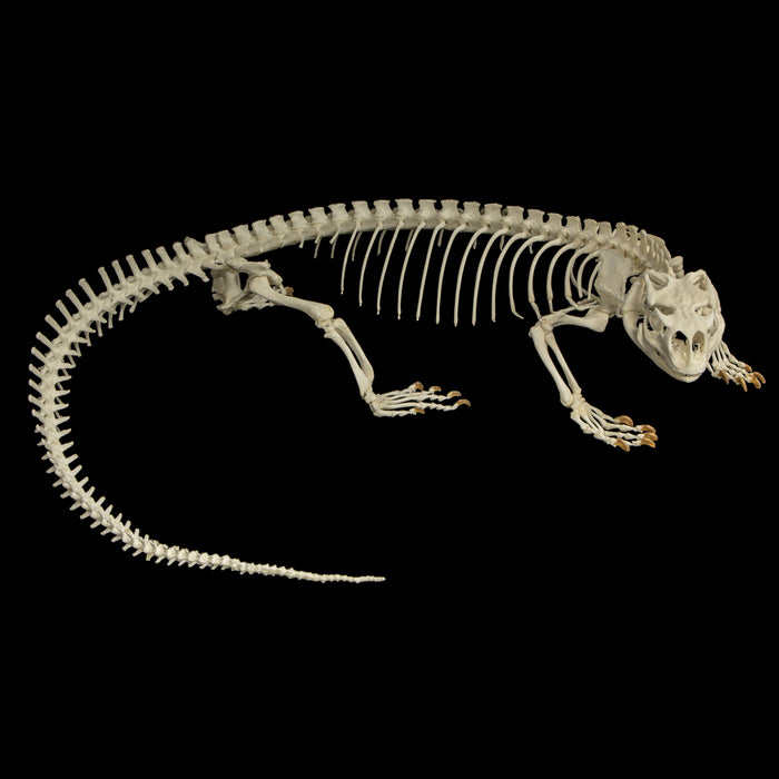 Real Savannah Monitor Skeleton - Articulated