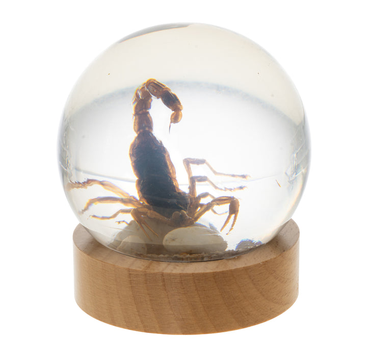 Real Scorpion and in Acrylic Globe