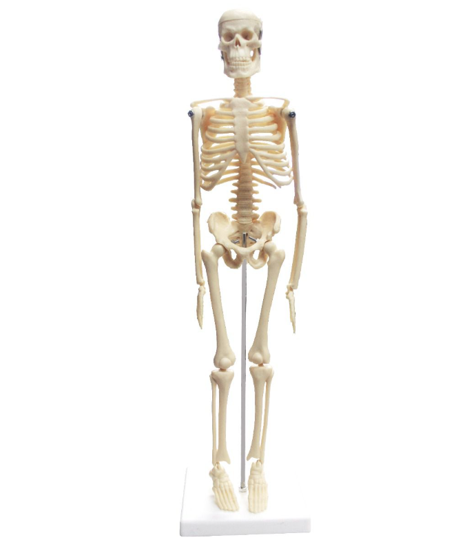 Replica Human Anatomy Kit with Carrying Case - Skeleton, Torso and Skull (Economy)