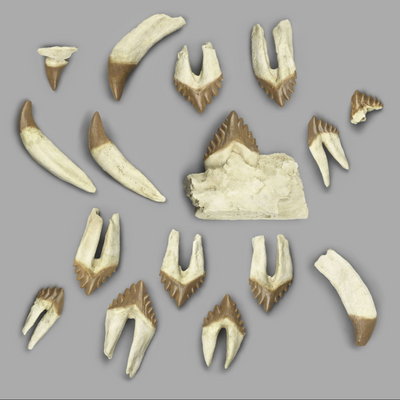 Replica Fossil Whale Teeth