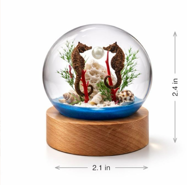 Real Seahorse in Acrylic Globe