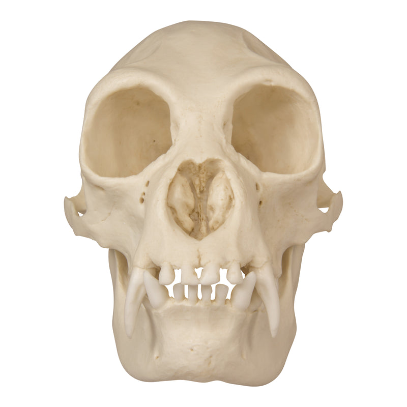 Replica Siamang Skull - Female