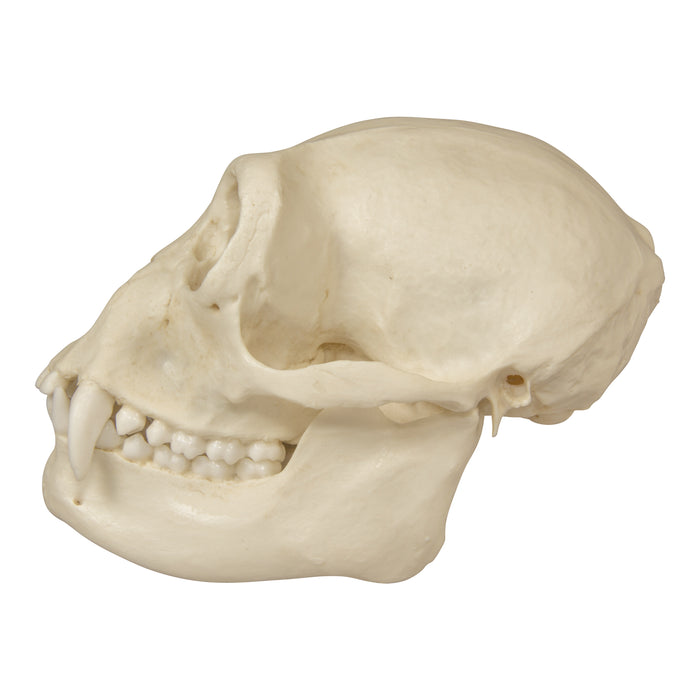 Replica Siamang Skull - Female