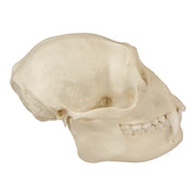 Replica Siamang Skull - Female