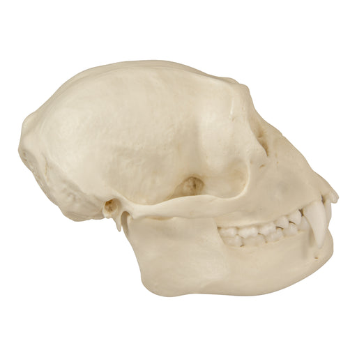 Replica Siamang Skull - Female