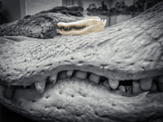 SKULLIES - Miniature American Alligator Skull