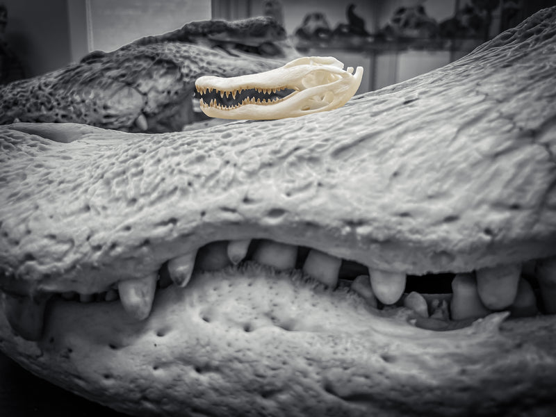 SKULLIES - Miniature American Alligator Skull