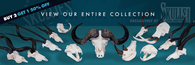 Skullies - Miniature Replica Skulls — Skulls Unlimited