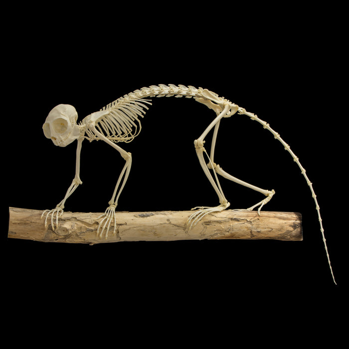 Real Azara's Night Monkey Skeleton - Articulated