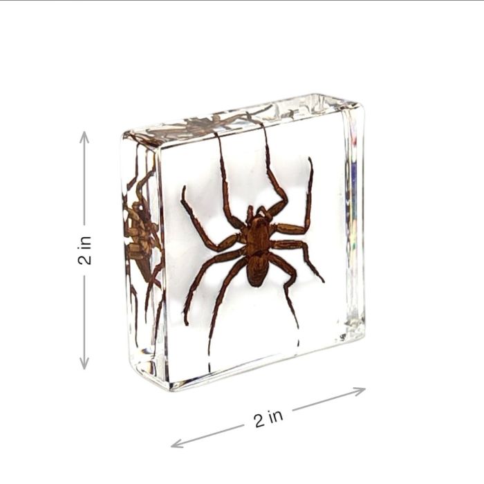 Real Insect in Acrylic Square