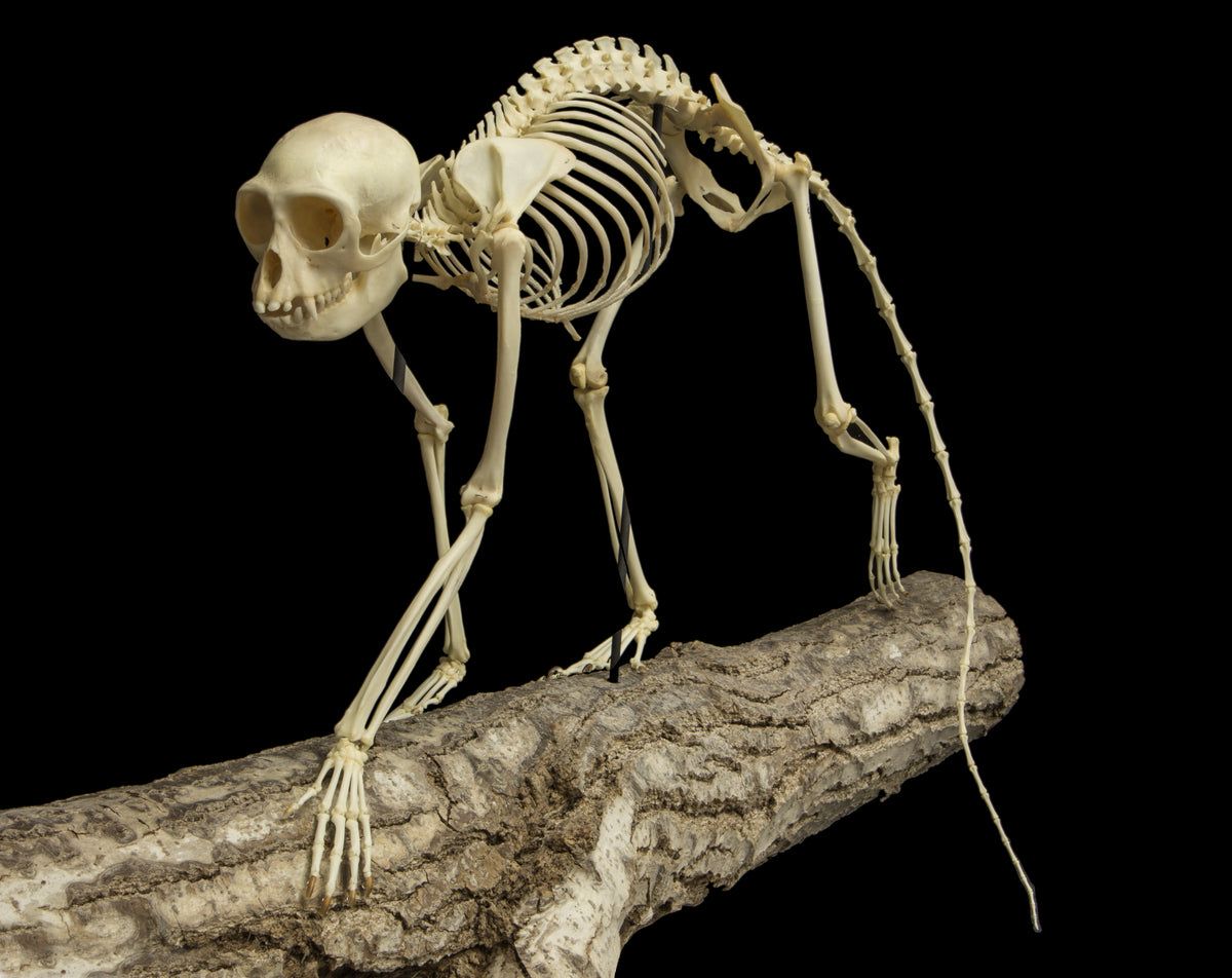 Skull Rreal Real Greater Spot-nosed Monkey Articulated Skeleton For Sale — Skulls ...
