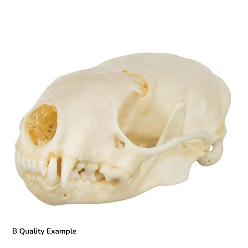 Real Western Spotted Skunk Skull