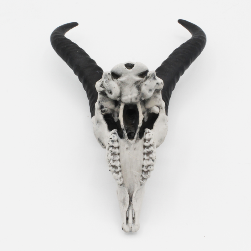 Springbok Skull Replica