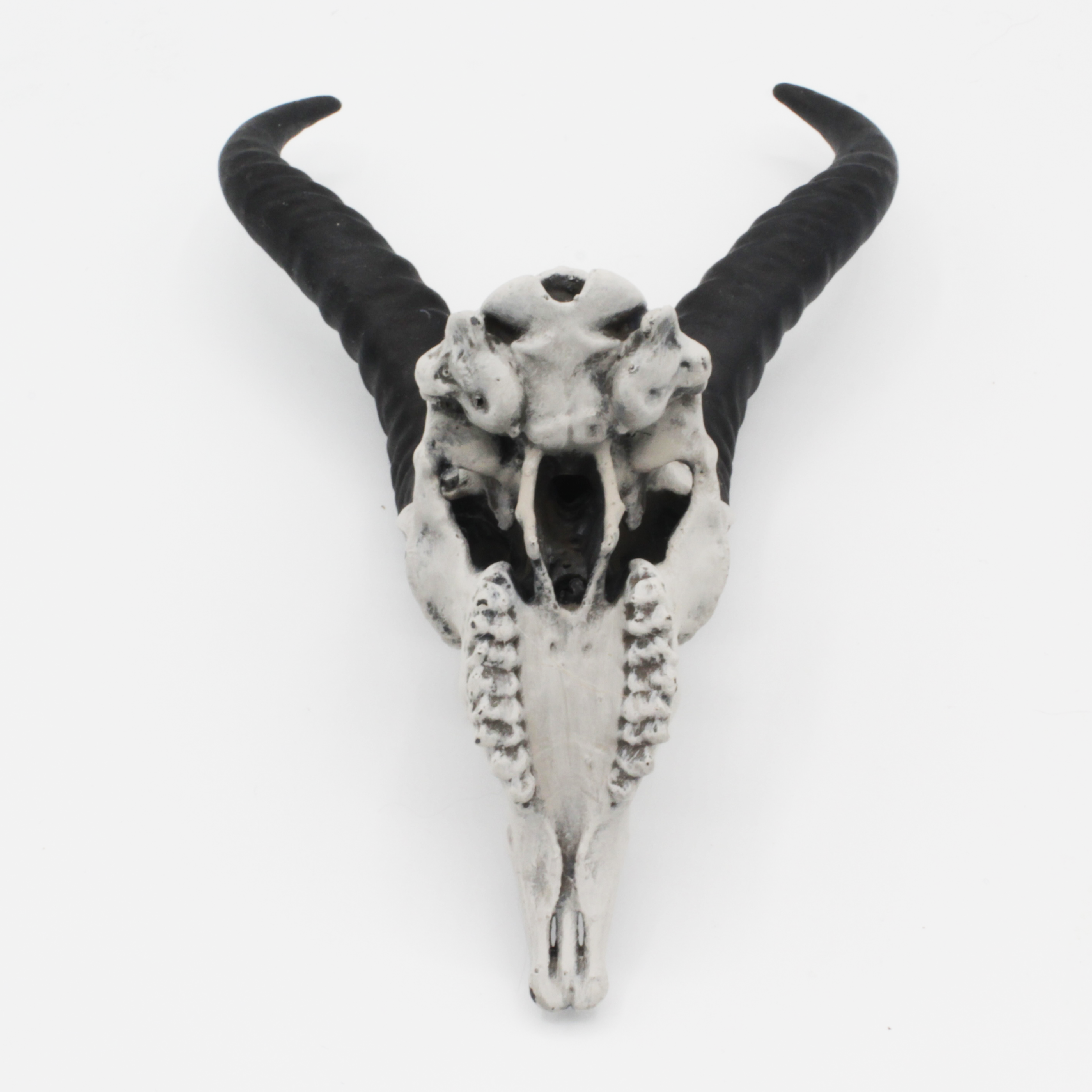 Springbok Skull (Field Bones #14: Africa) replica oddities and — Skulls ...