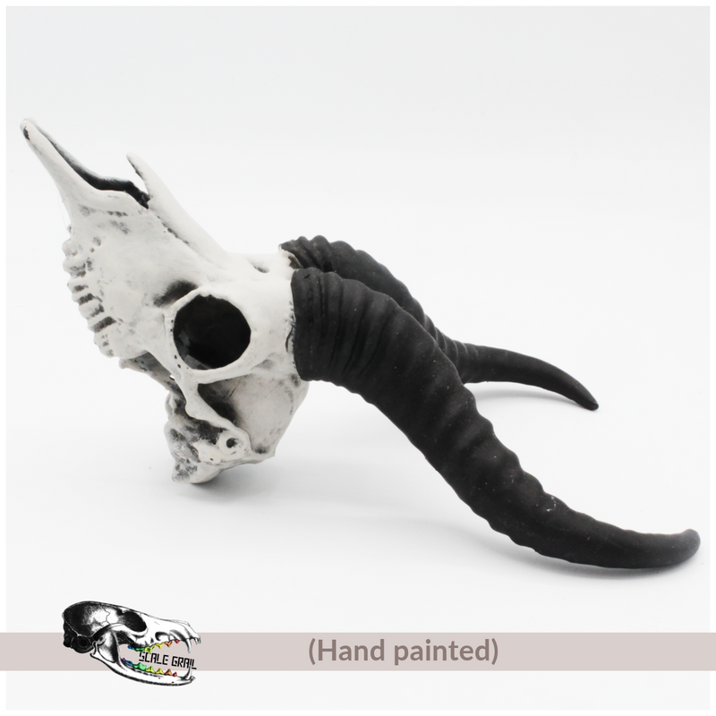 Springbok Skull Replica