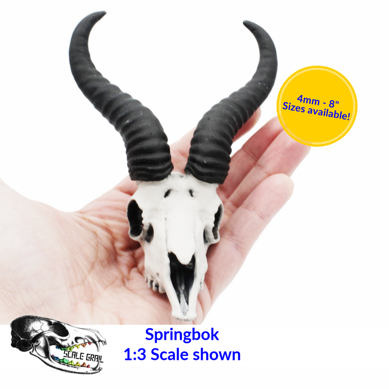 Springbok Skull Replica
