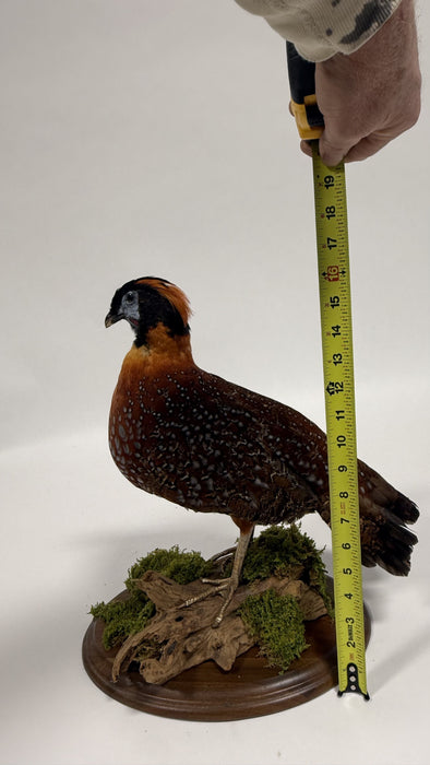 Real Taxidermy Temminck’s Tragopan (Tragopan temminckii)
