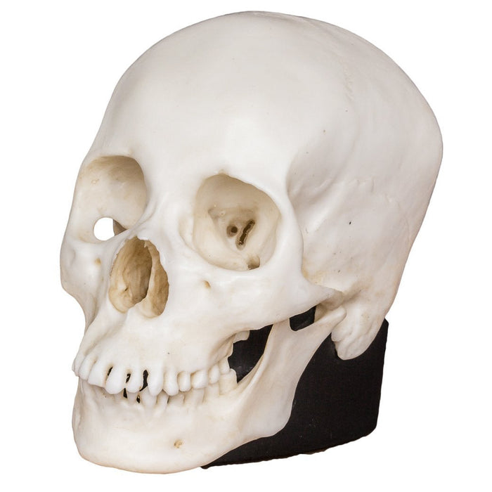 Replica Half Scale Human Skulls