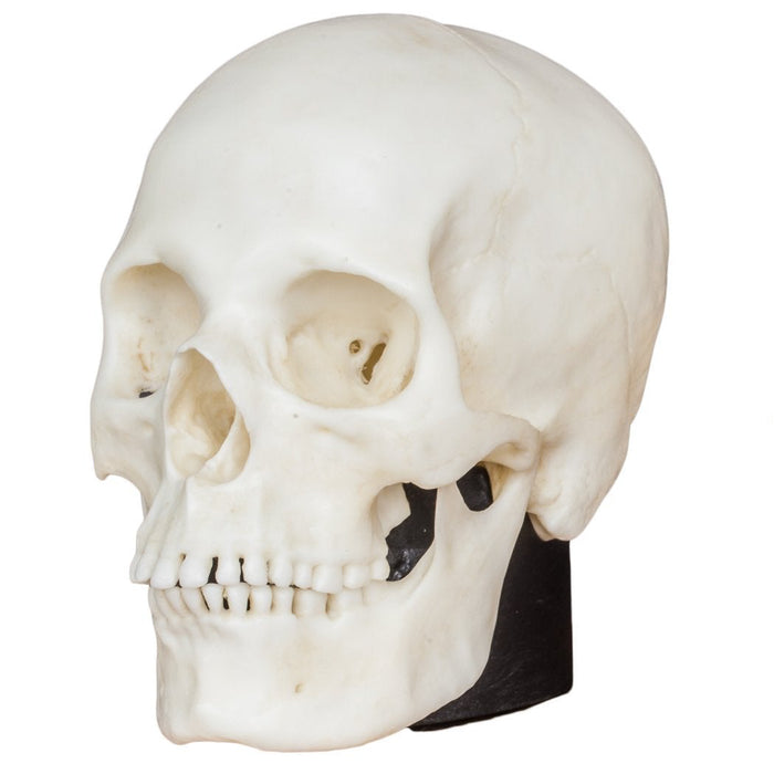 Replica Half Scale Human Skulls