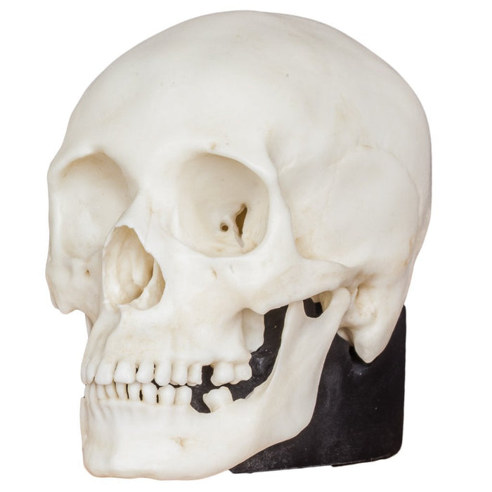 Replica Half Scale Human Skulls