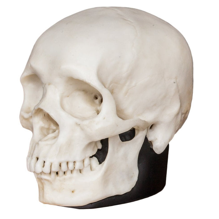 Replica Half Scale Human Skulls