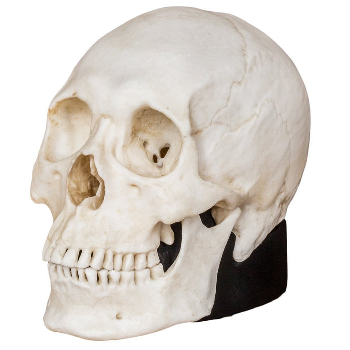 Replica Half Scale Human Skulls