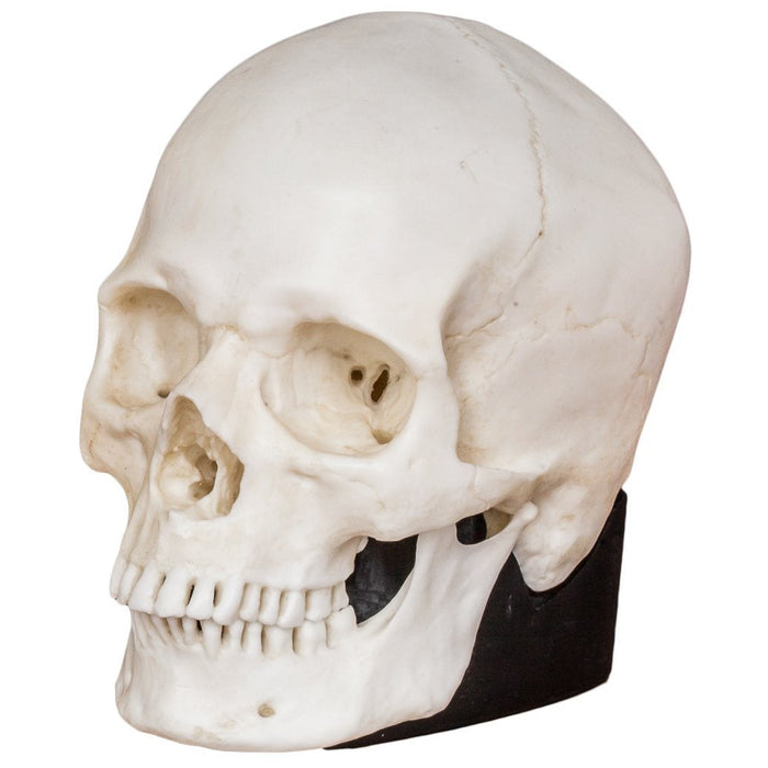 Replica Half Scale Human Skulls