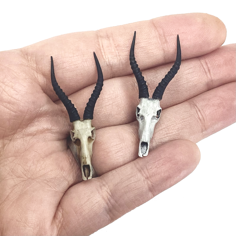 Blesbuck Skull Replica - 1:12 Scale (Set of 2)