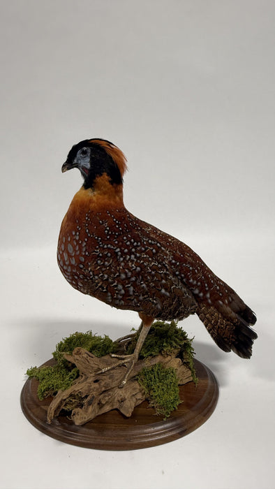 Real Taxidermy Temminck’s Tragopan (Tragopan temminckii)