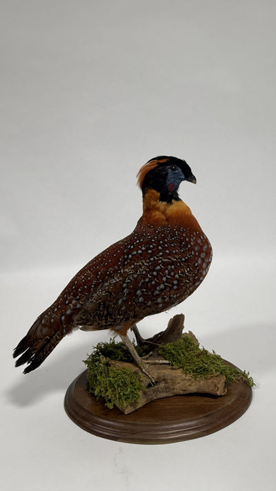 Real Taxidermy Temminck’s Tragopan (Tragopan temminckii)