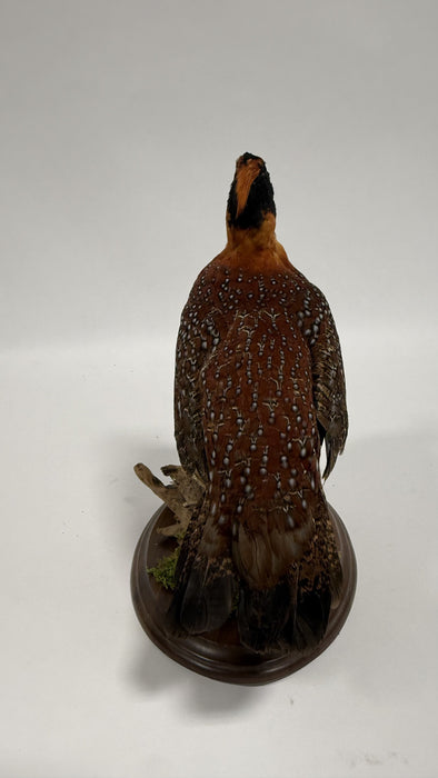 Real Taxidermy Temminck’s Tragopan (Tragopan temminckii)