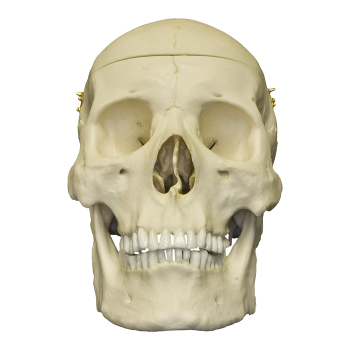 Replica Human Skull with Brain and Stand - Asian Male