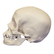 Replica 12-year-old Human Child with Dentition Exposed