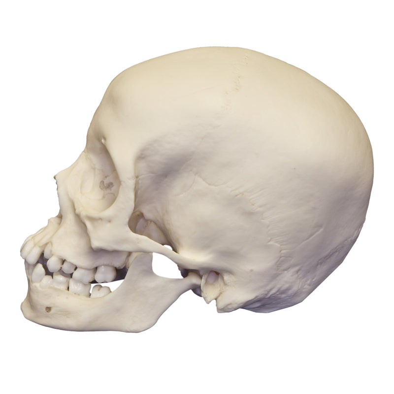 Replica 12-year-old Human Child with Dentition Exposed