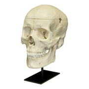 Replica Human Skull with Brain and Stand - Asian Male