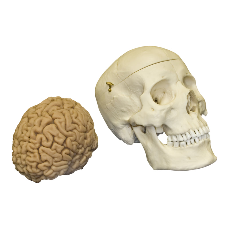 Replica Human Skull with Brain and Stand - Asian Male