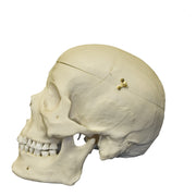 Replica Human Skull with Brain and Stand - Asian Male