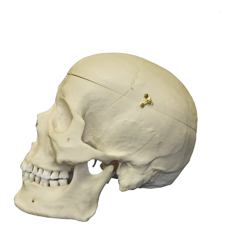 Replica Human Skull with Brain and Stand - Asian Male