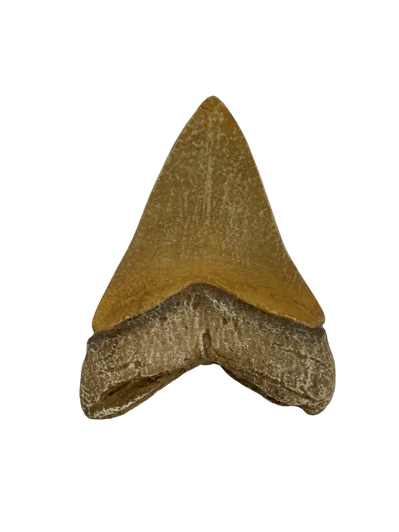 Megalodon Tooth Replica
