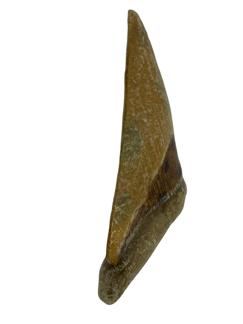 Megalodon Tooth Replica