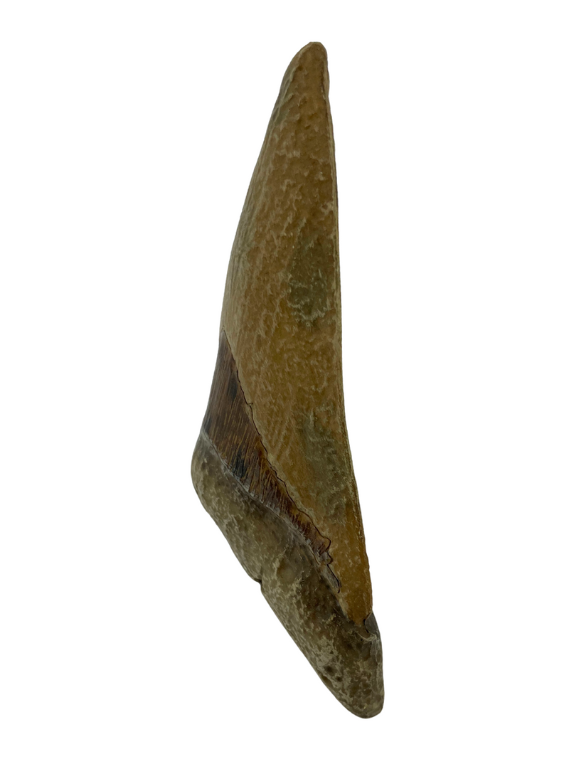 Megalodon Tooth Replica