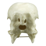 Replica Whooping Crane Skull