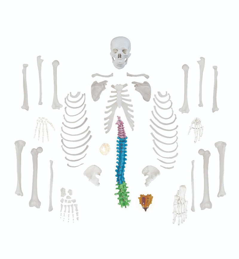 Replica Human Disarticulated Skeleton with Color-coded Spine - Economy